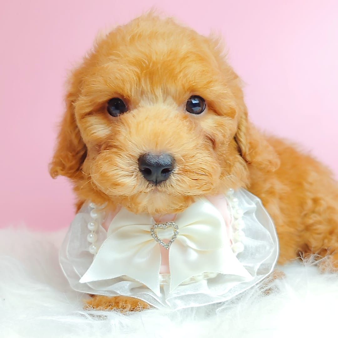 Poodle 娉拌开璐靛