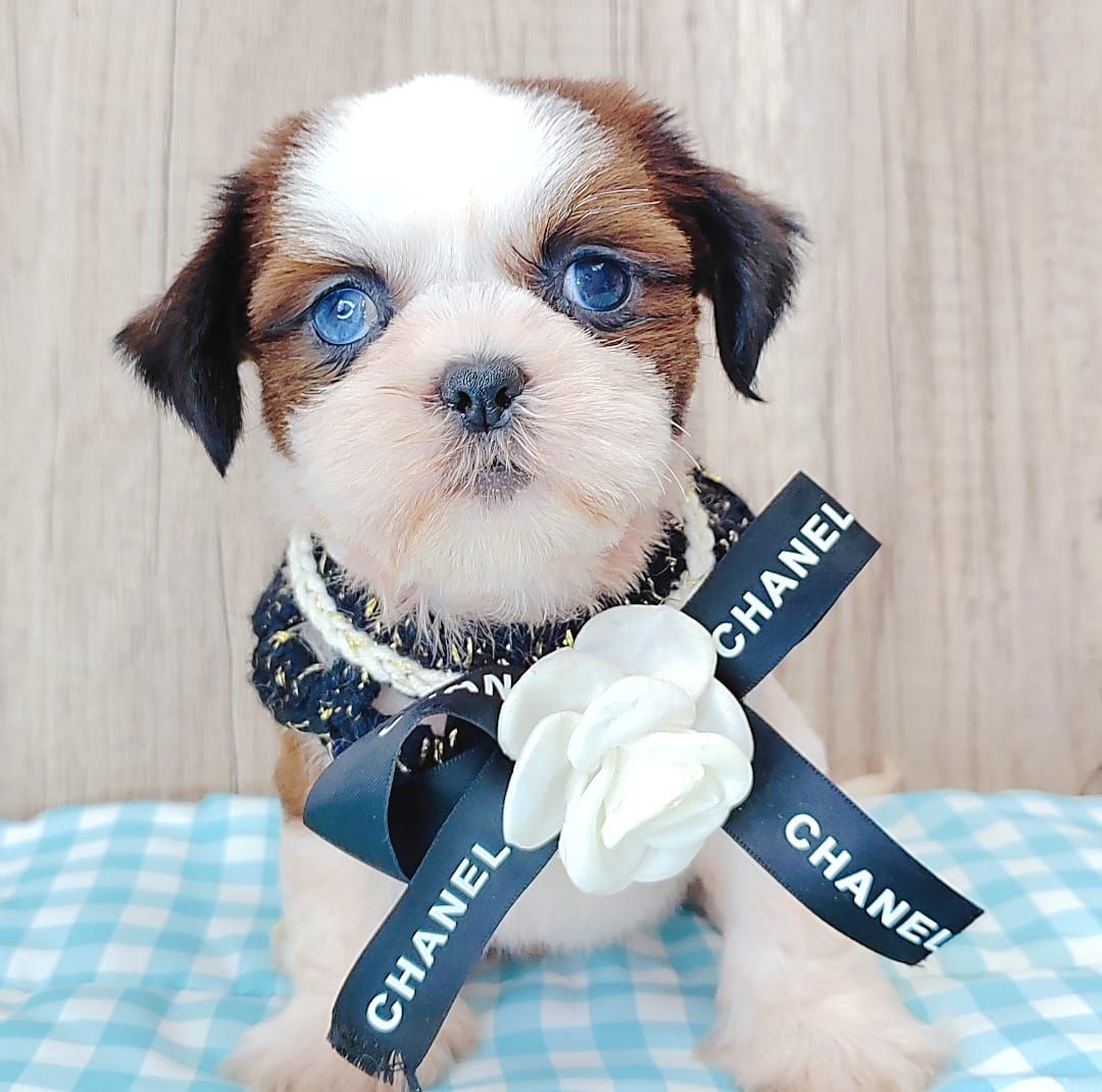 Shih Tzu 西施