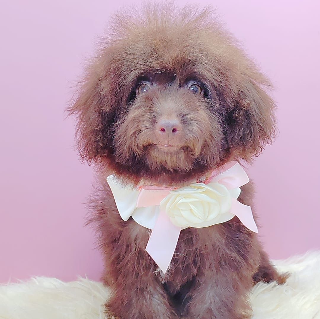 Poodle 娉拌开璐靛