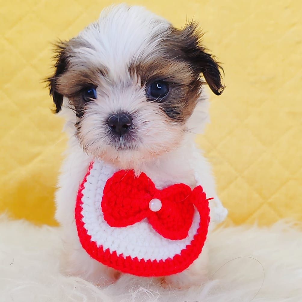 Shih Tzu 西施