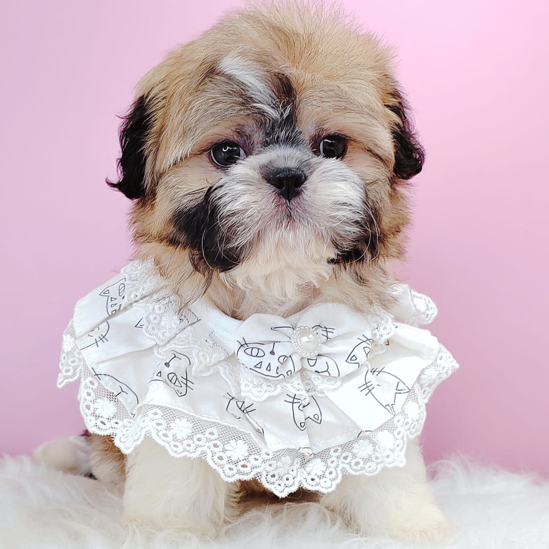 Shih Tzu 西施