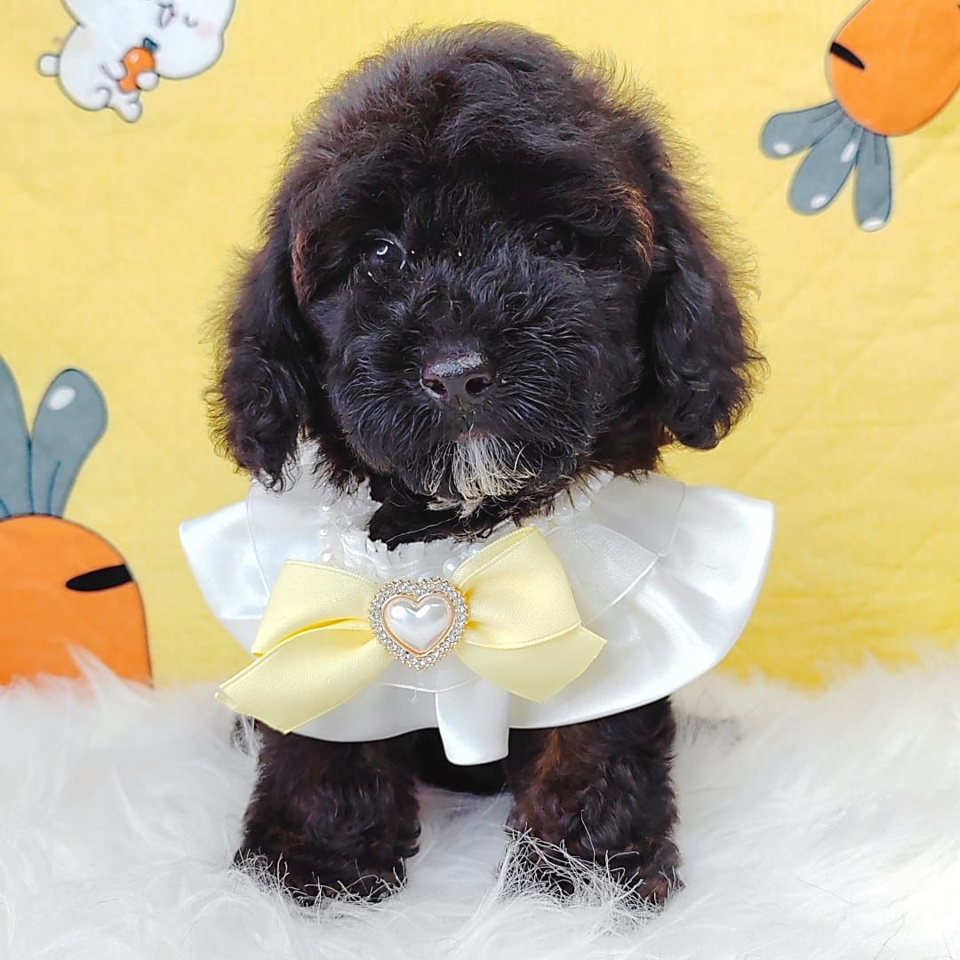 Poodle 娉拌开璐靛