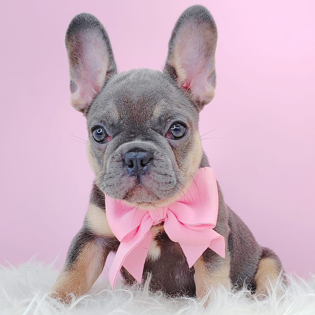 French Bulldog 法斗