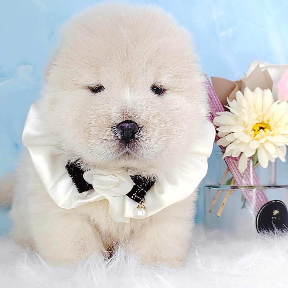 Chow Chow 松狮犬