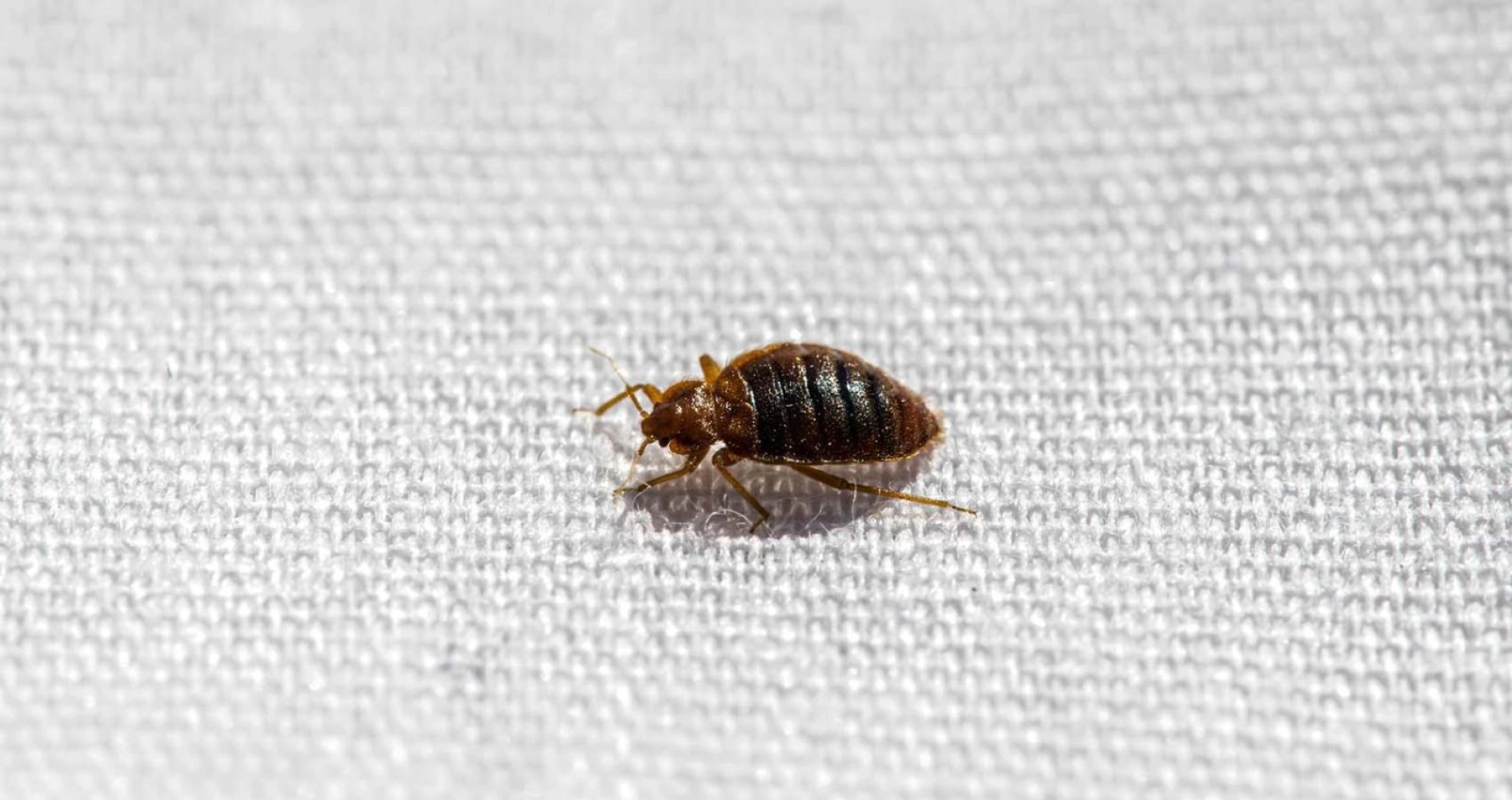 Bed Bugs Treatment