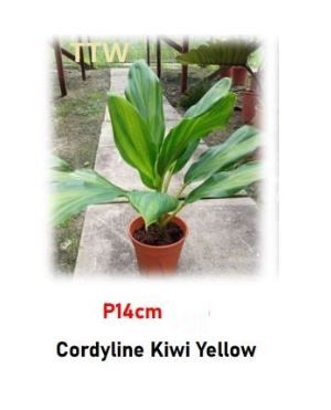 Cordyline Kiwi Yellow Plant for Sale | Easy-Care Tropical Color (P14cm)