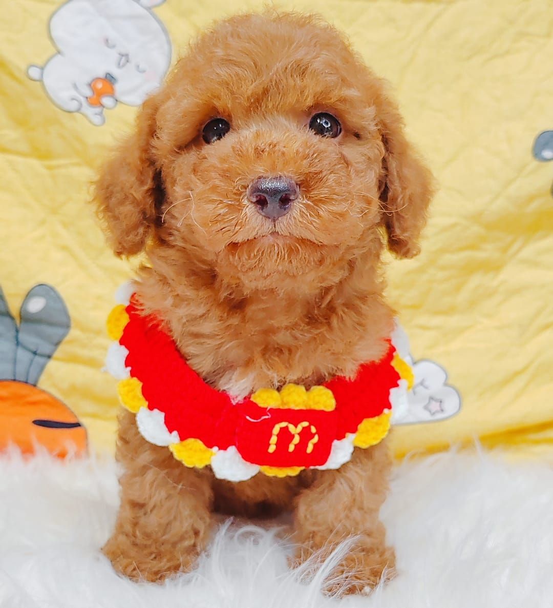 Poodle 娉拌开璐靛