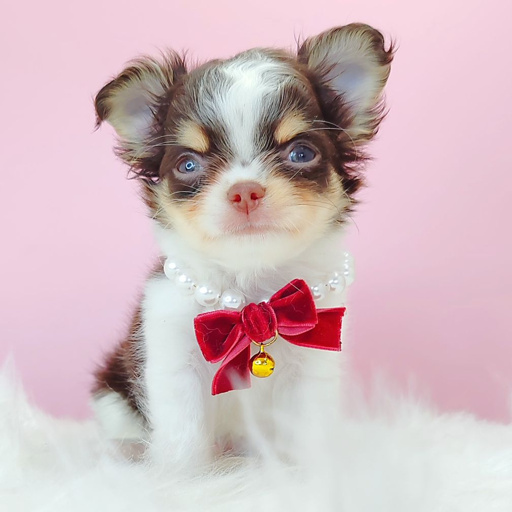 Chihuahua 吉娃娃