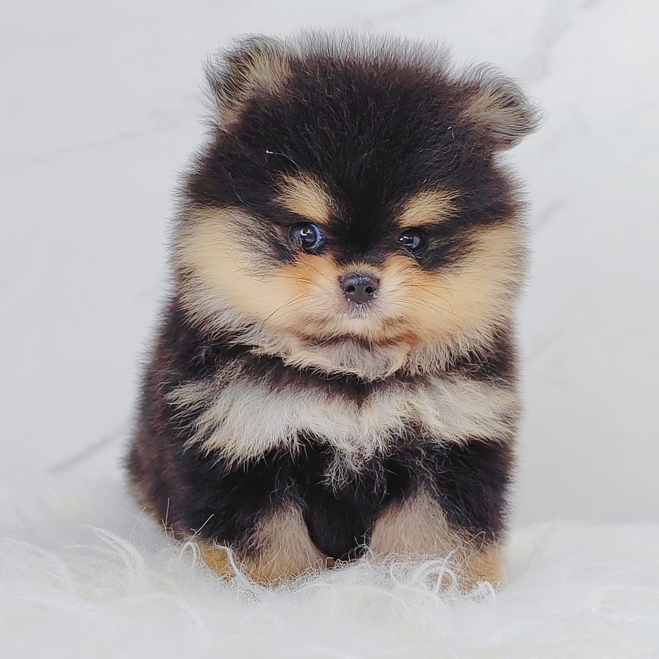Pomeranian 博美