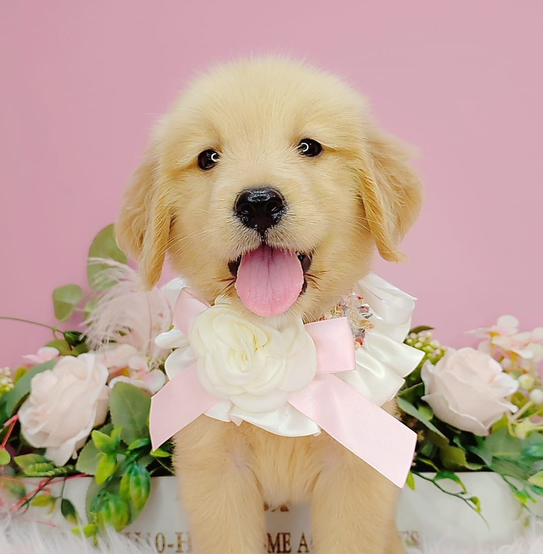 Golden Retriever 黄金猎犬