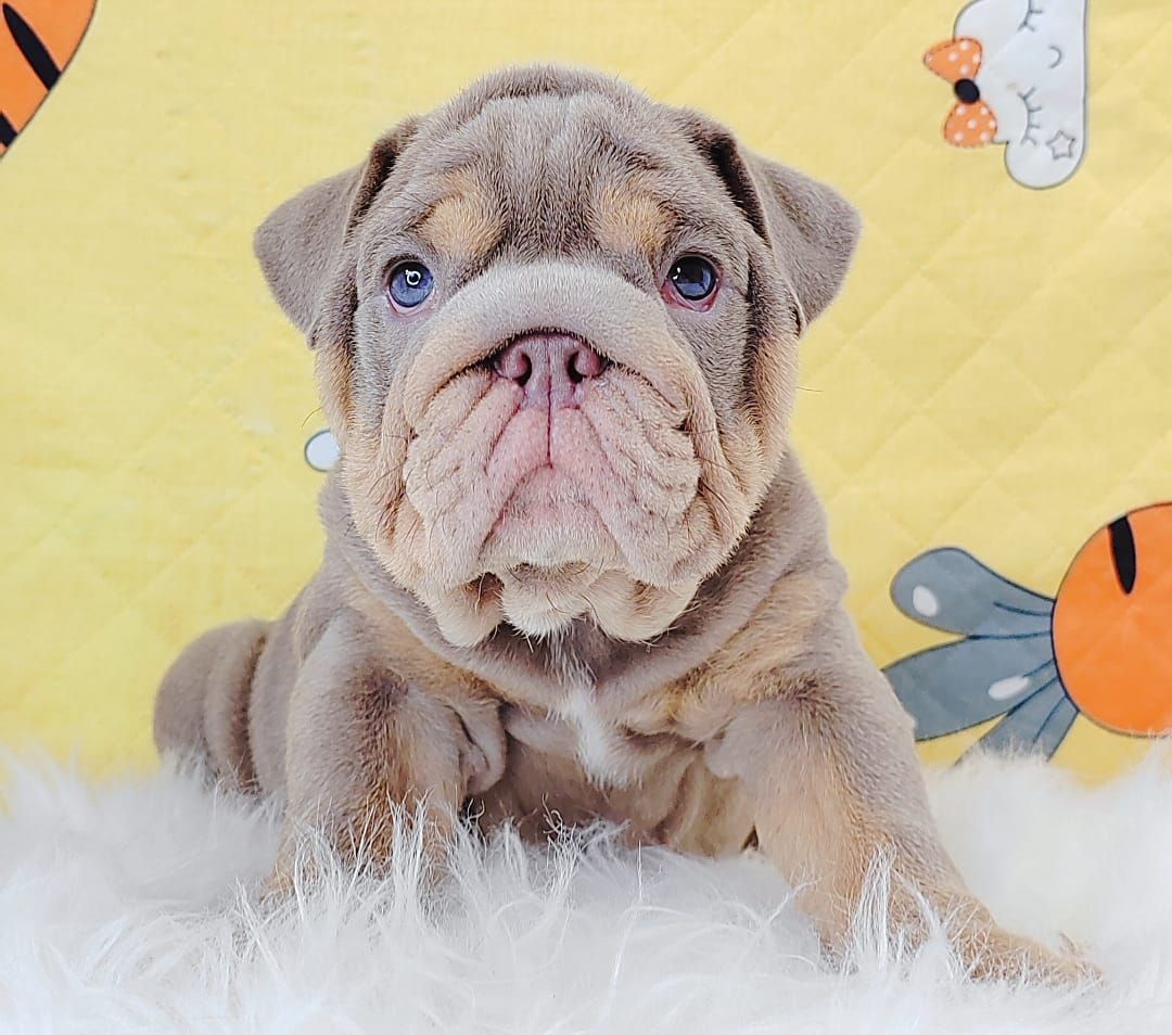 English Bulldog 英斗
