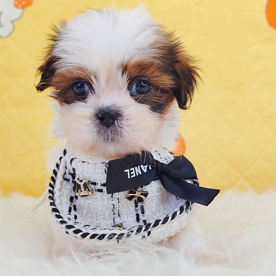 Shih Tzu 西施