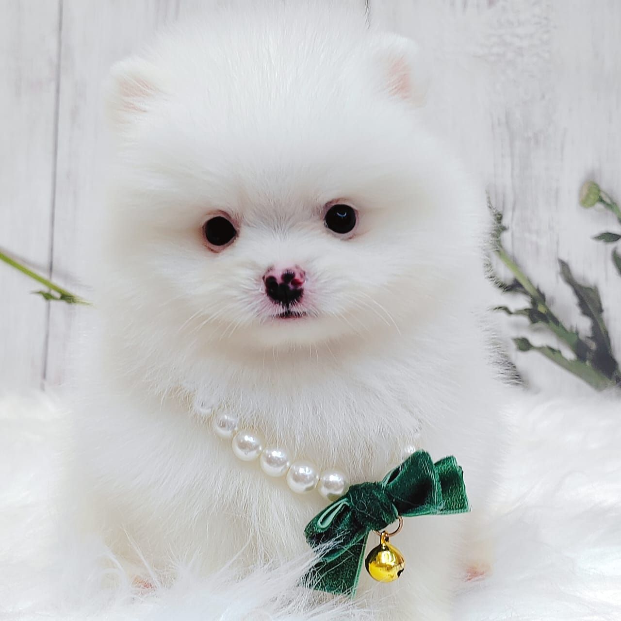 Pomeranian 博美