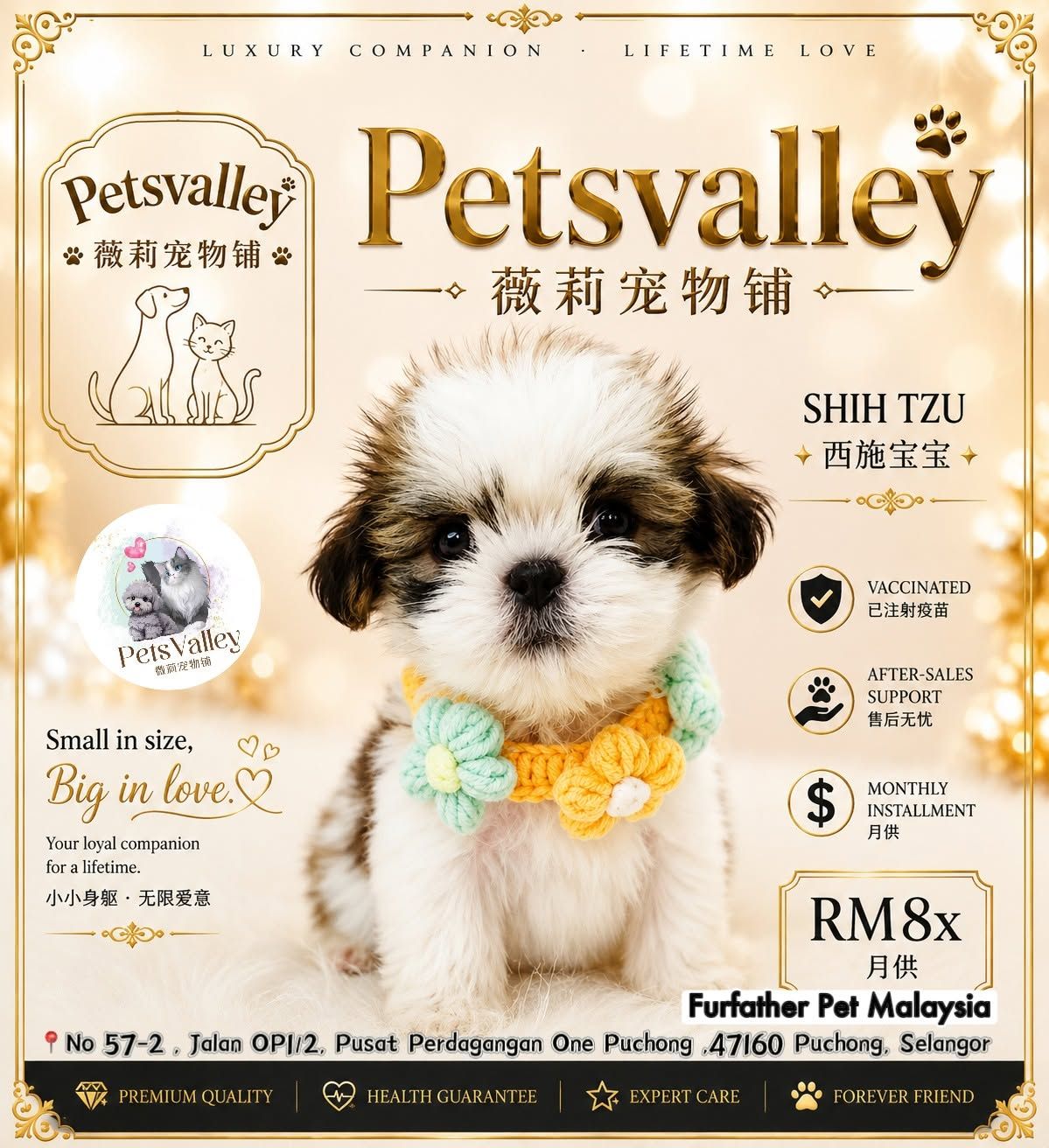 Shih Tzu 西施