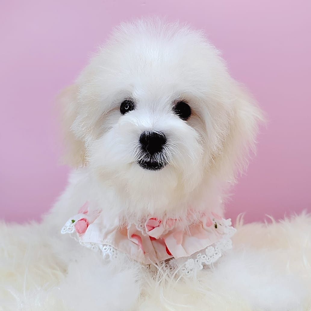  Bichon Frise 比熊