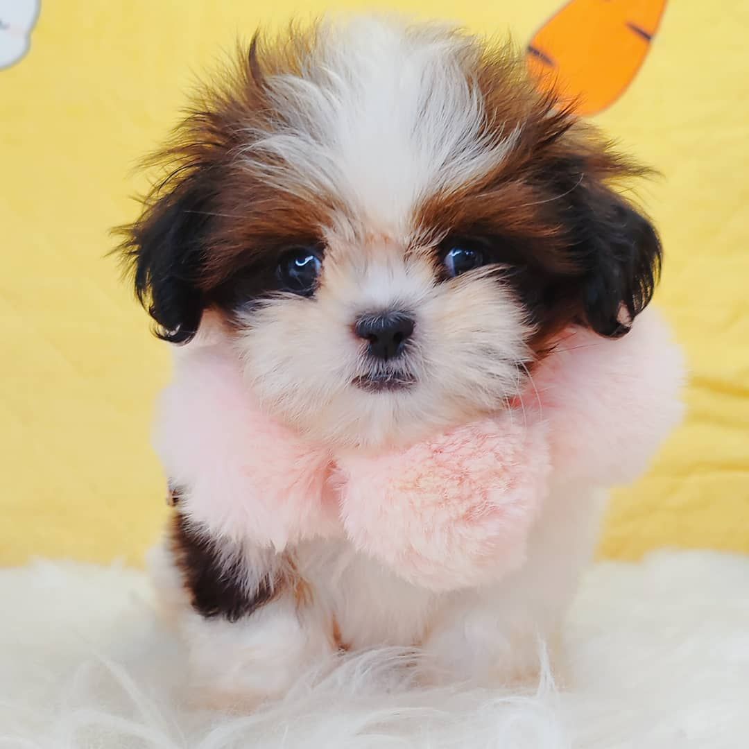 Shih Tzu 西施