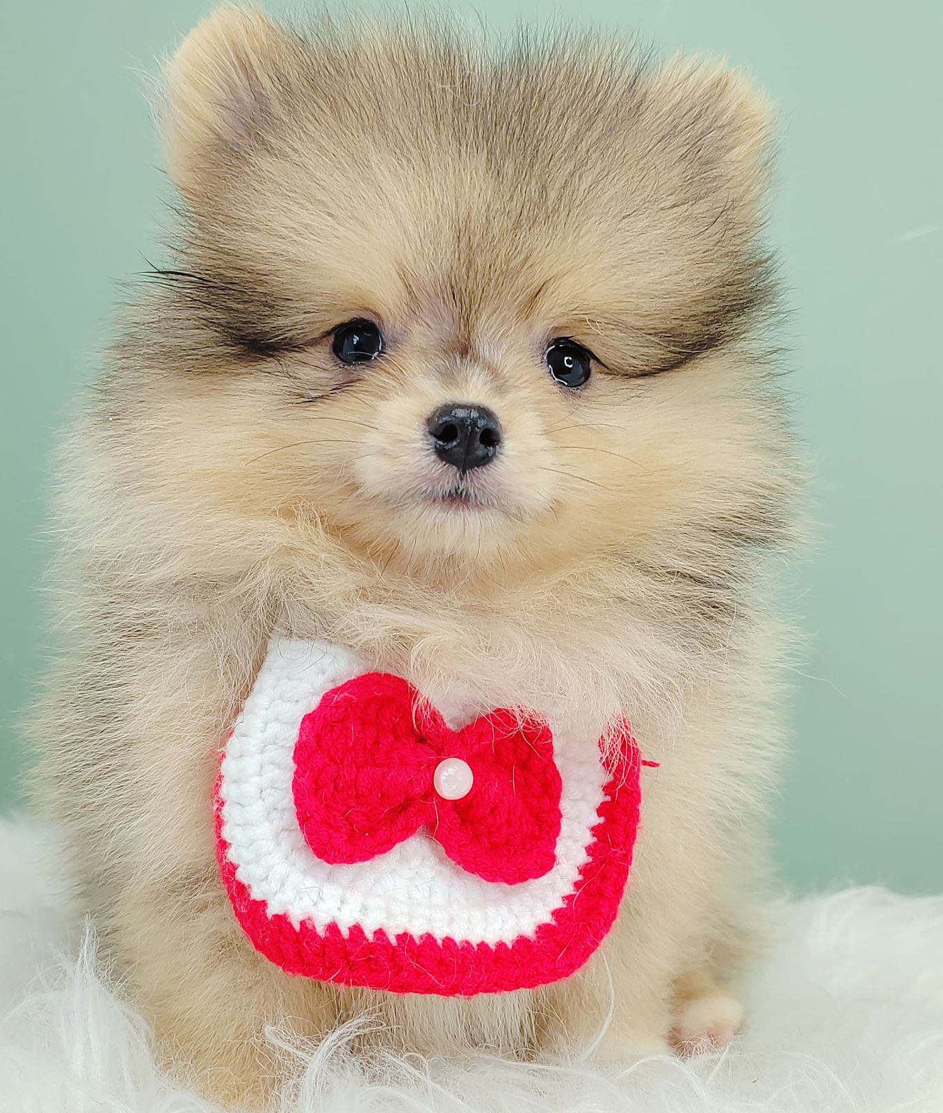 Pomeranian 博美
