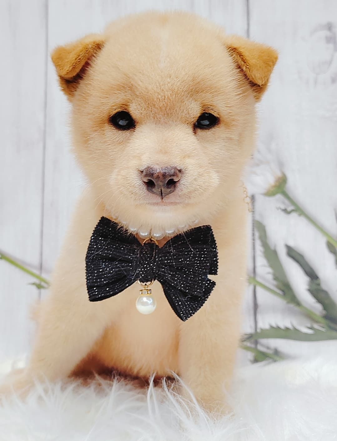 Shiba Inu 柴犬