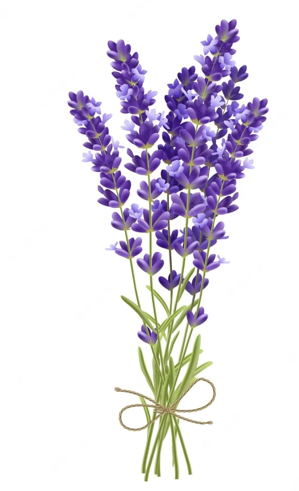 lavendar