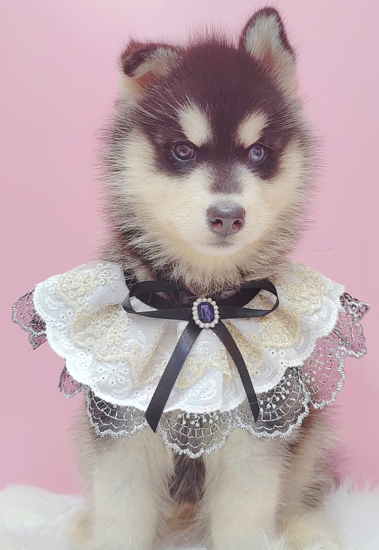 Wooly Husky 哈士奇