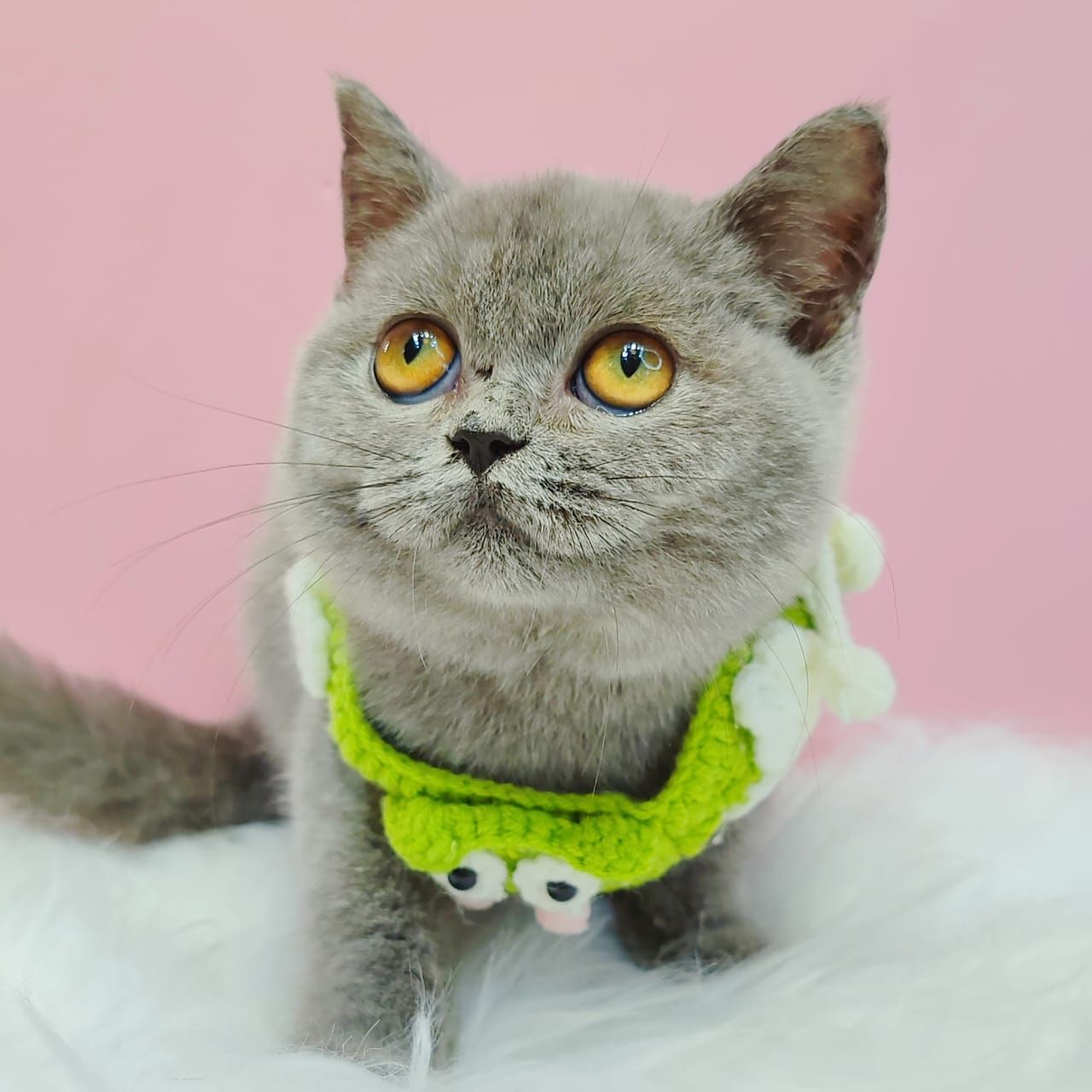 British Short Hair ( BSH ) 英短猫咪