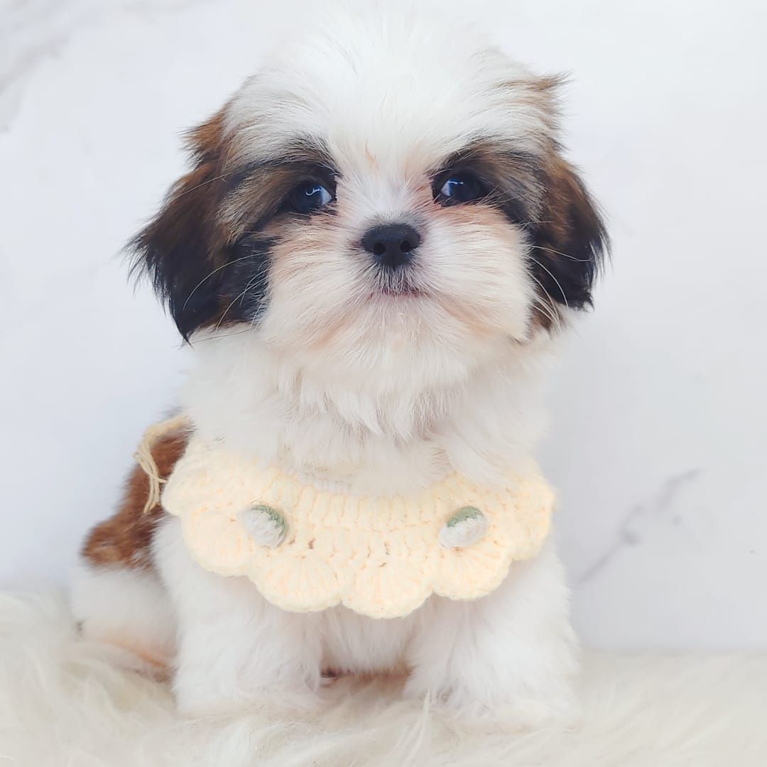 Shih Tzu 西施