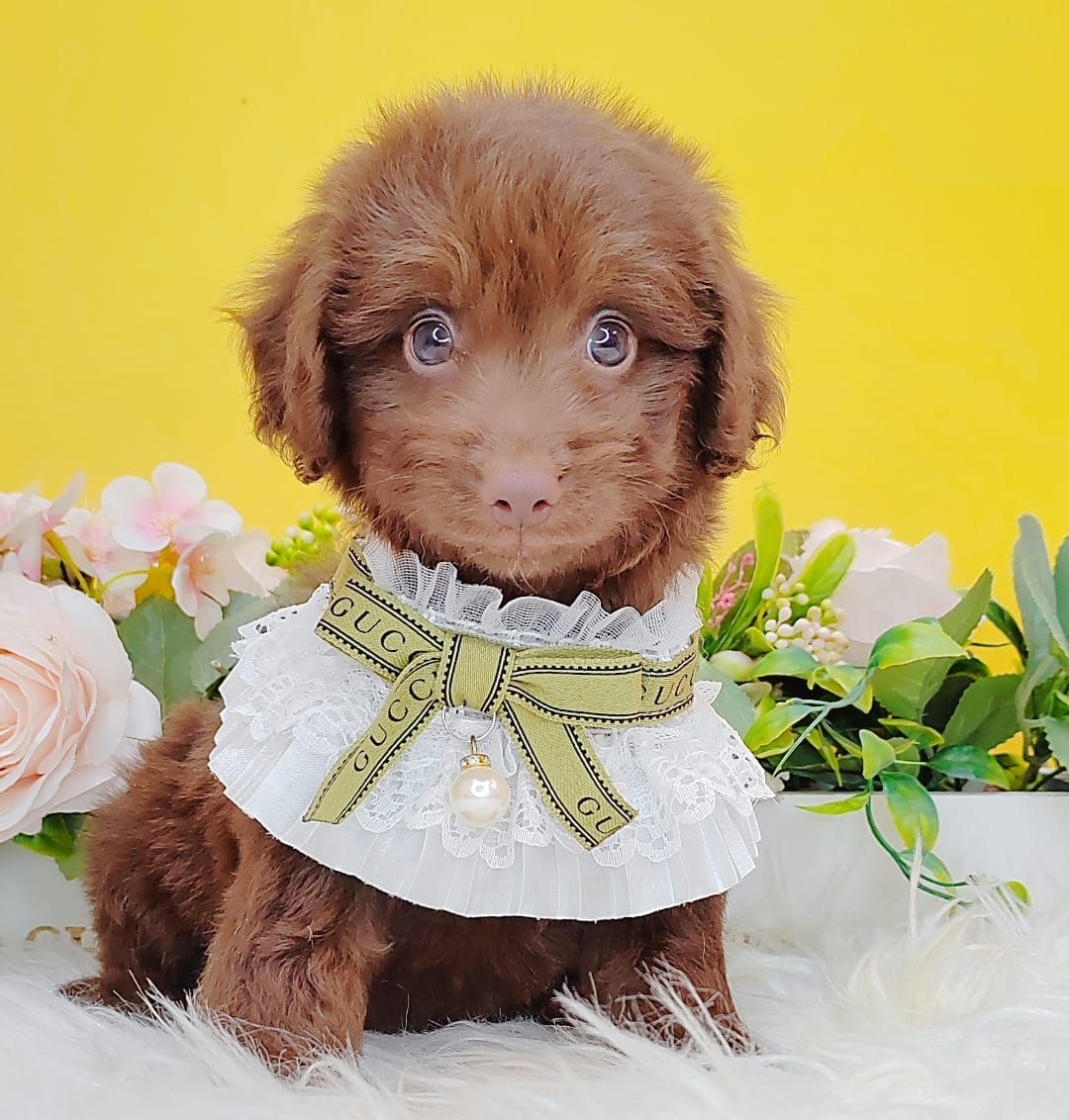 Poodle 娉拌开璐靛