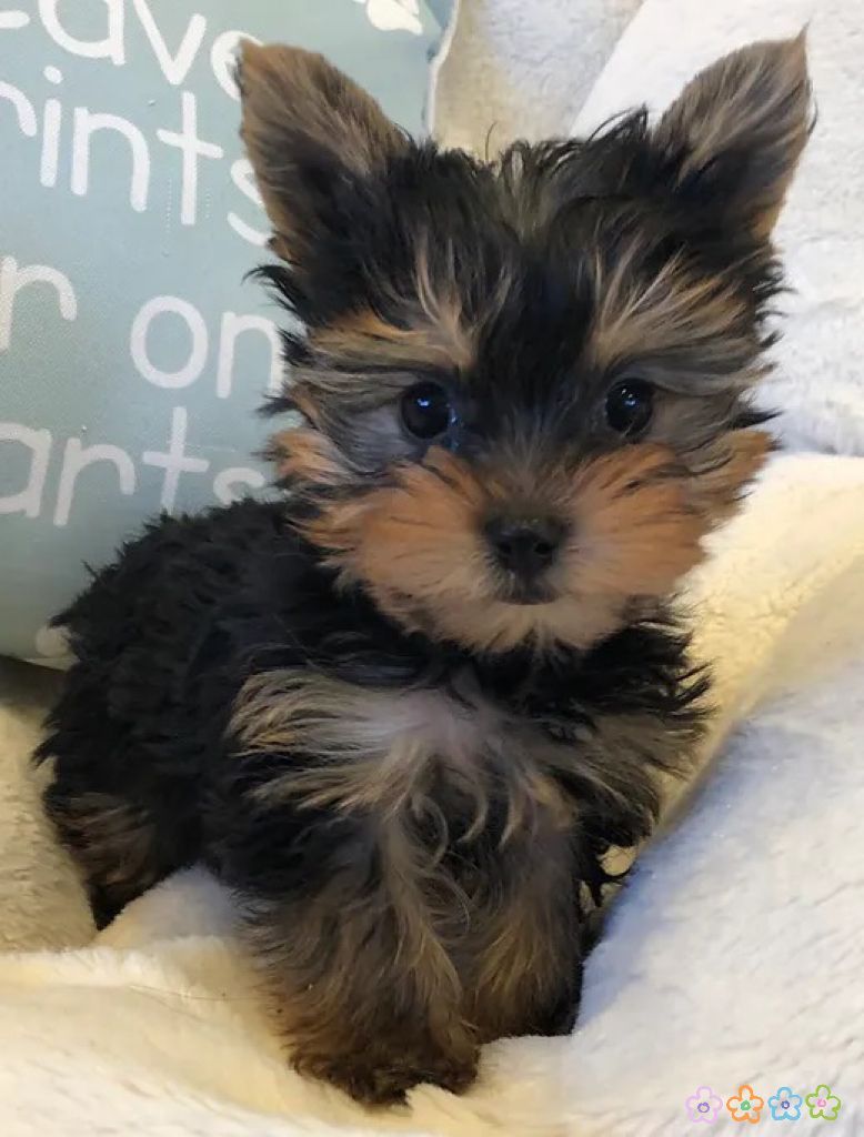 Yorkshire Terrier 约克夏