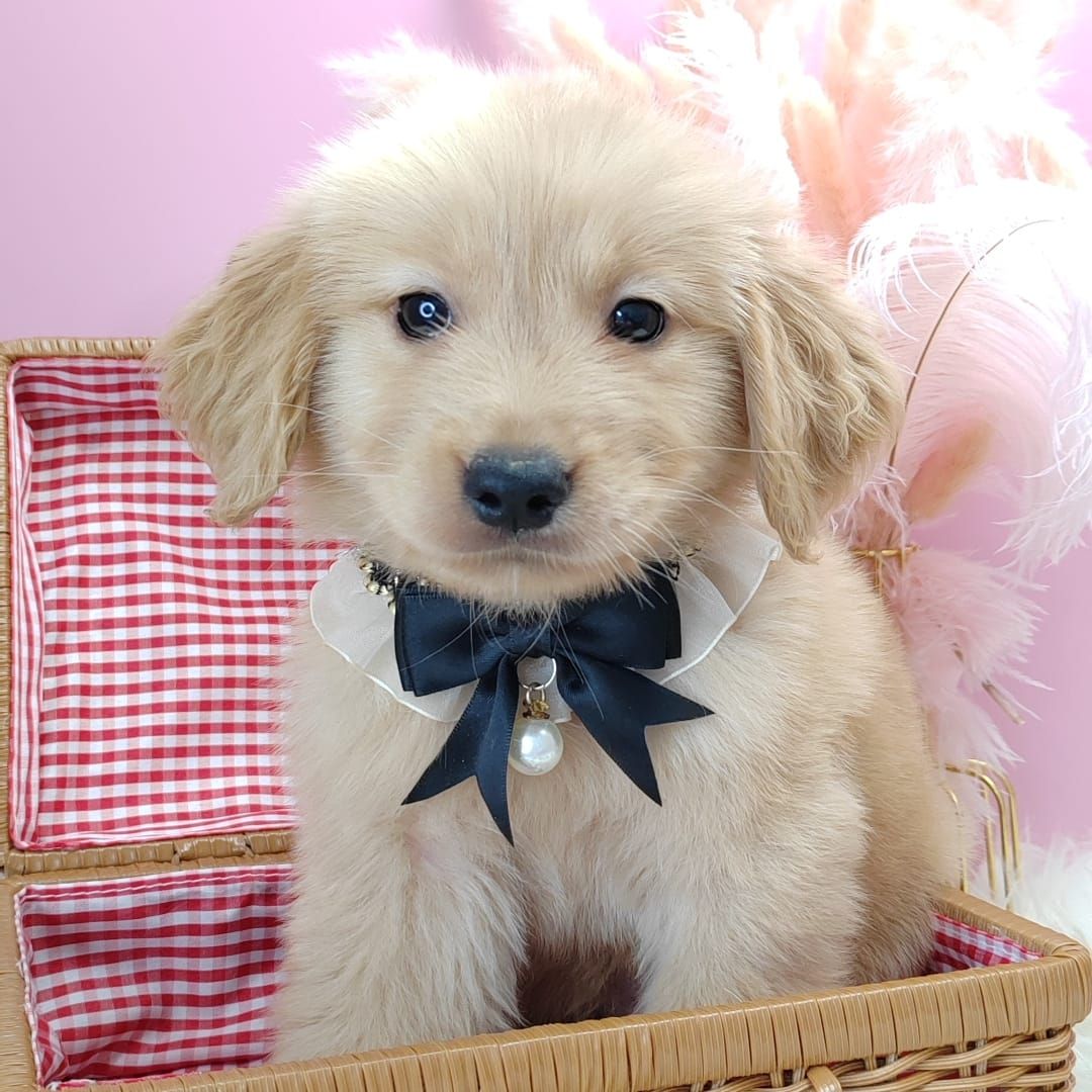 Golden Retriever 黄金猎犬