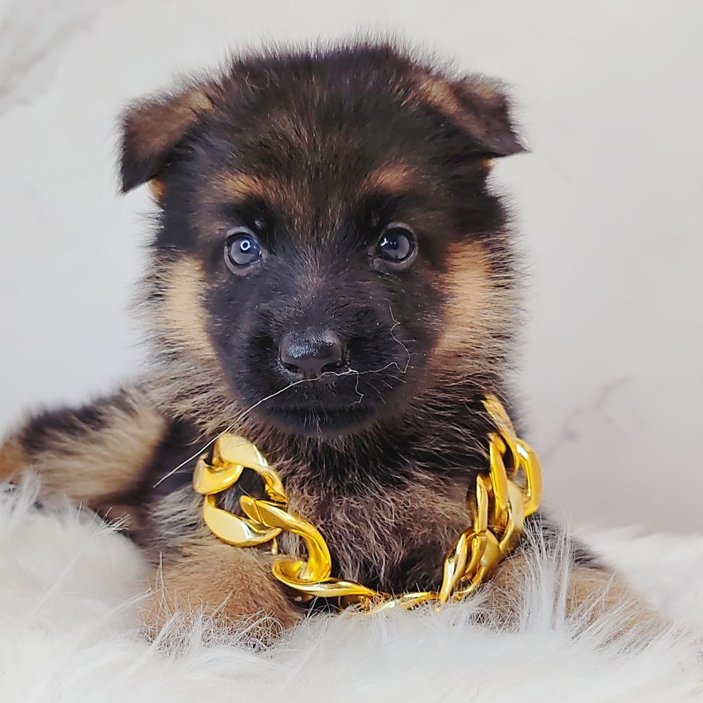 German Shepherd 德国牧羊犬