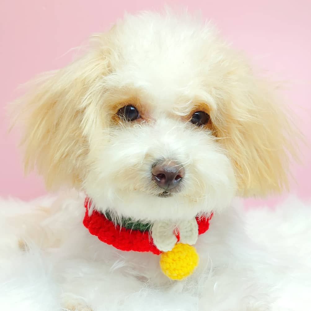 Maltipoo 马尔泰迪