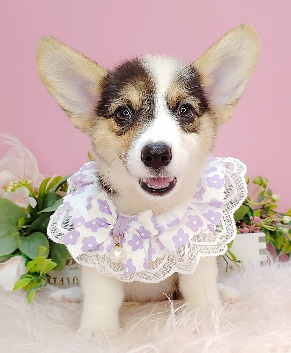 Welsh Corgi 柯基