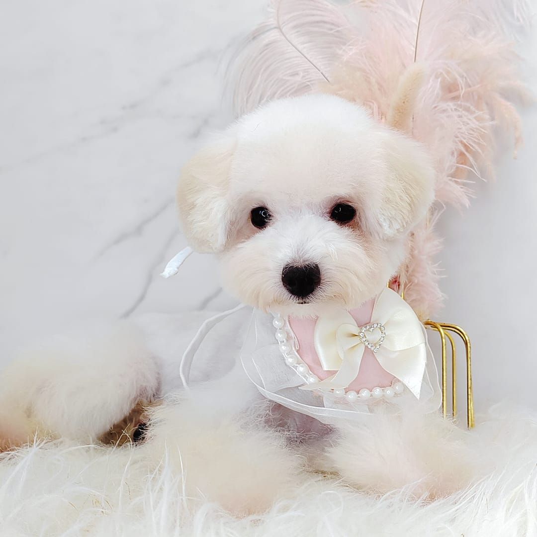 Poodle 娉拌开璐靛
