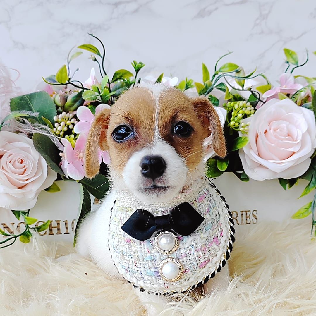Jack Russell Terrier 杰克罗素梗