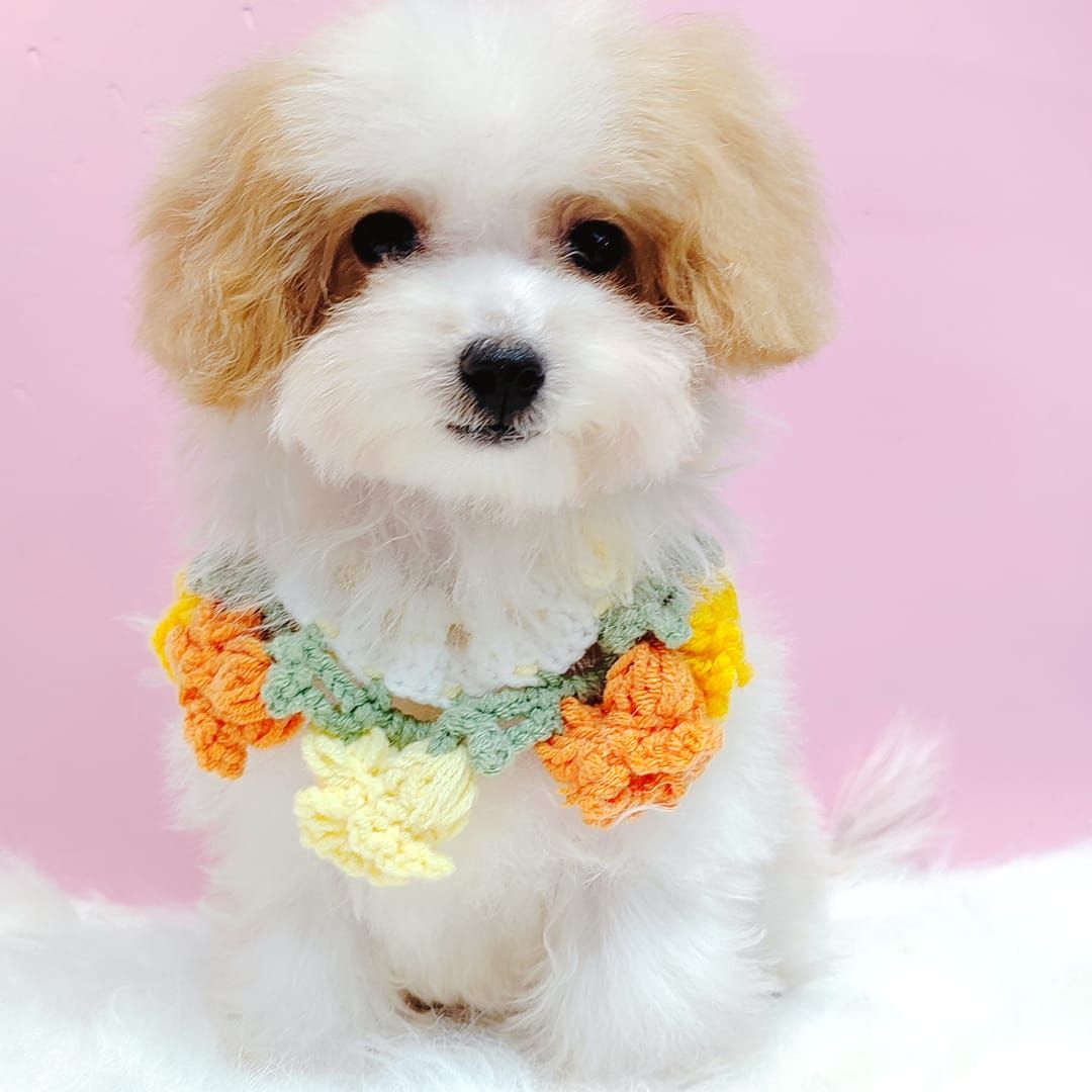 Maltipoo 马尔泰迪