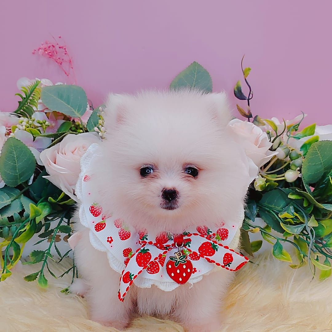 Pomeranian 博美