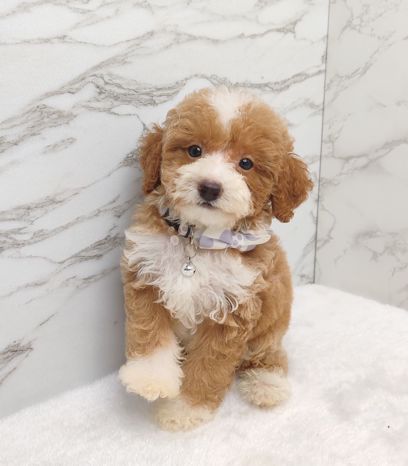 Poodle 娉拌开璐靛