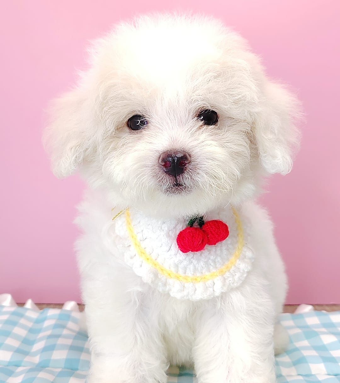 Poodle 娉拌开璐靛