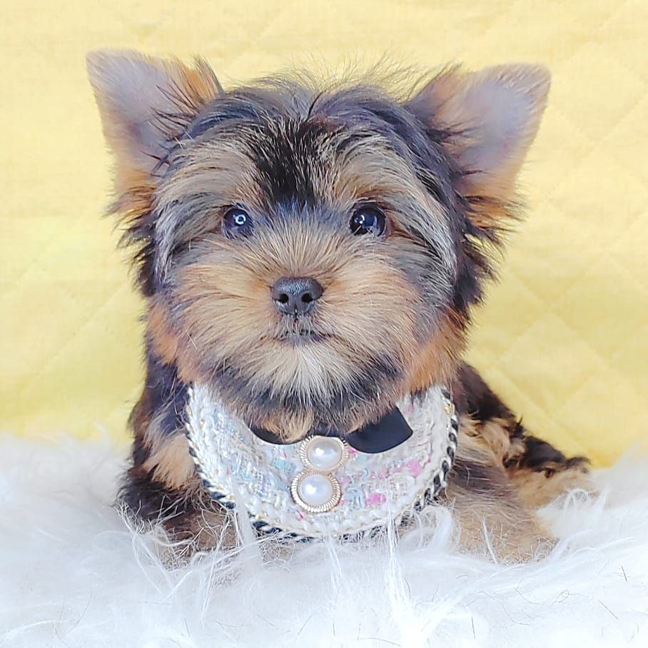 Yorkshire Terrier 约克夏