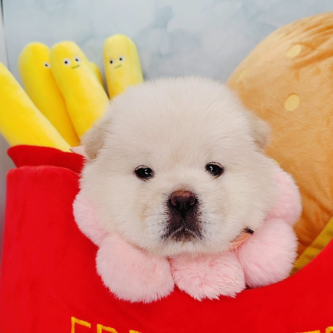 Chow Chow 松狮犬