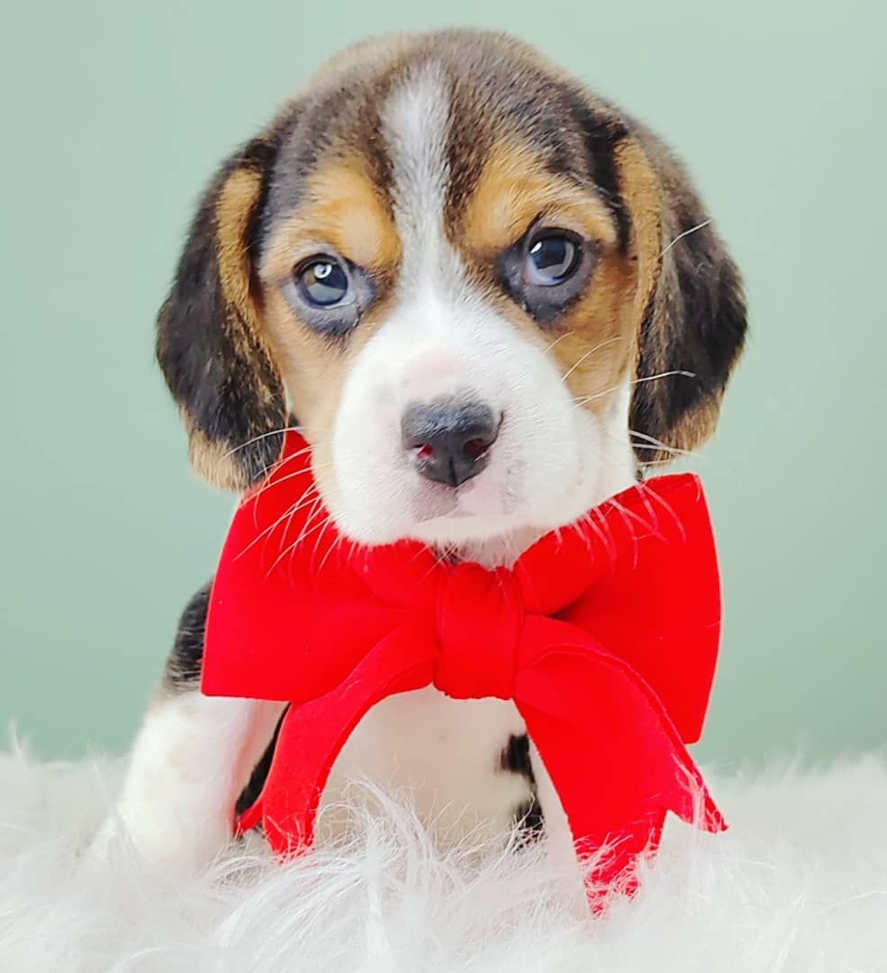 Beagle 米格鲁