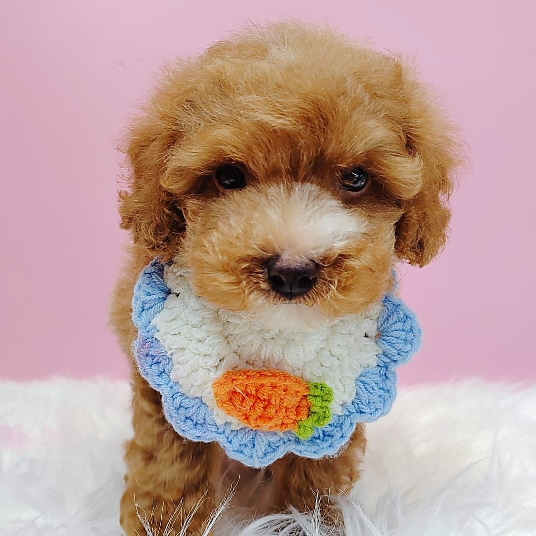 Poodle 璐靛娉拌开