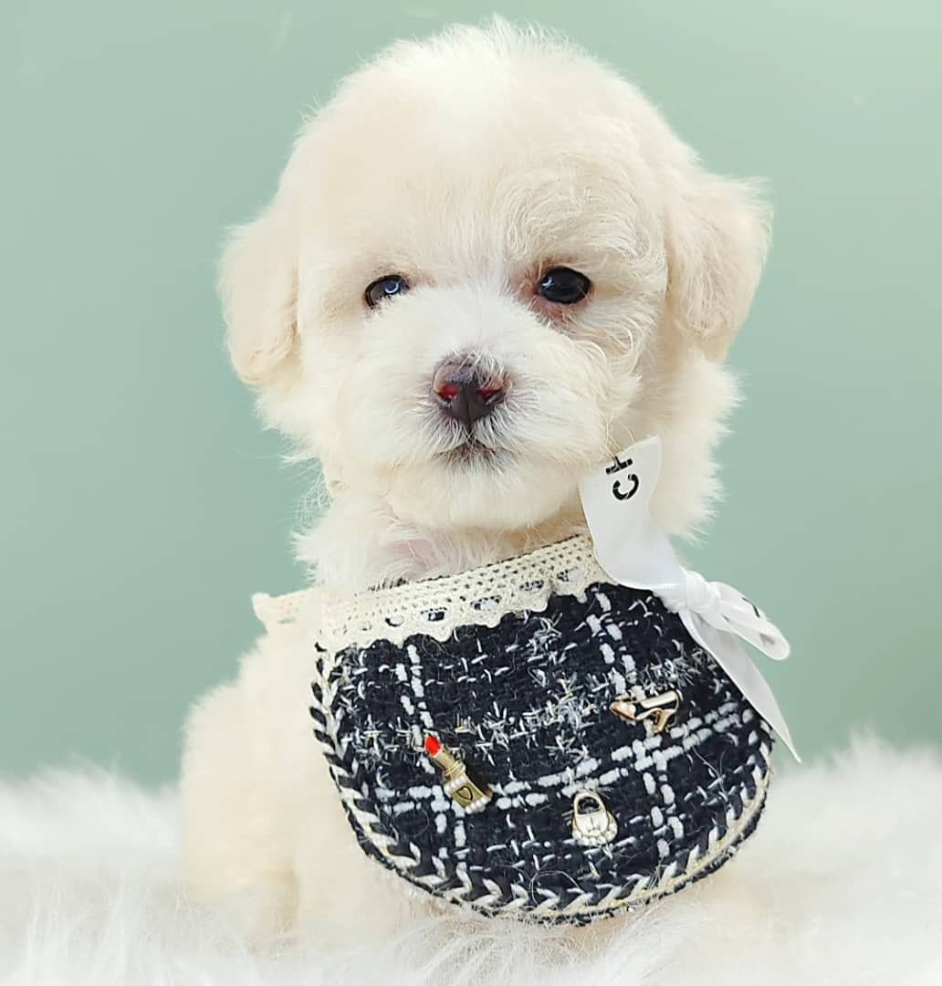 Maltipoo 马尔泰迪