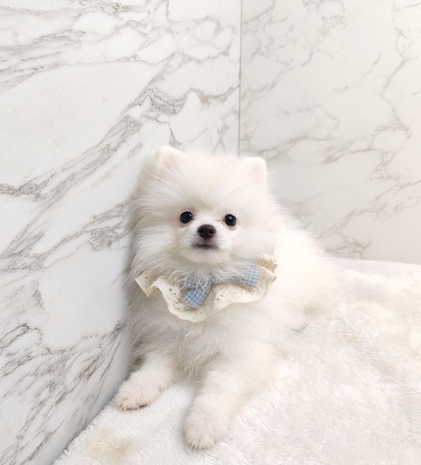 Pomeranian 博美