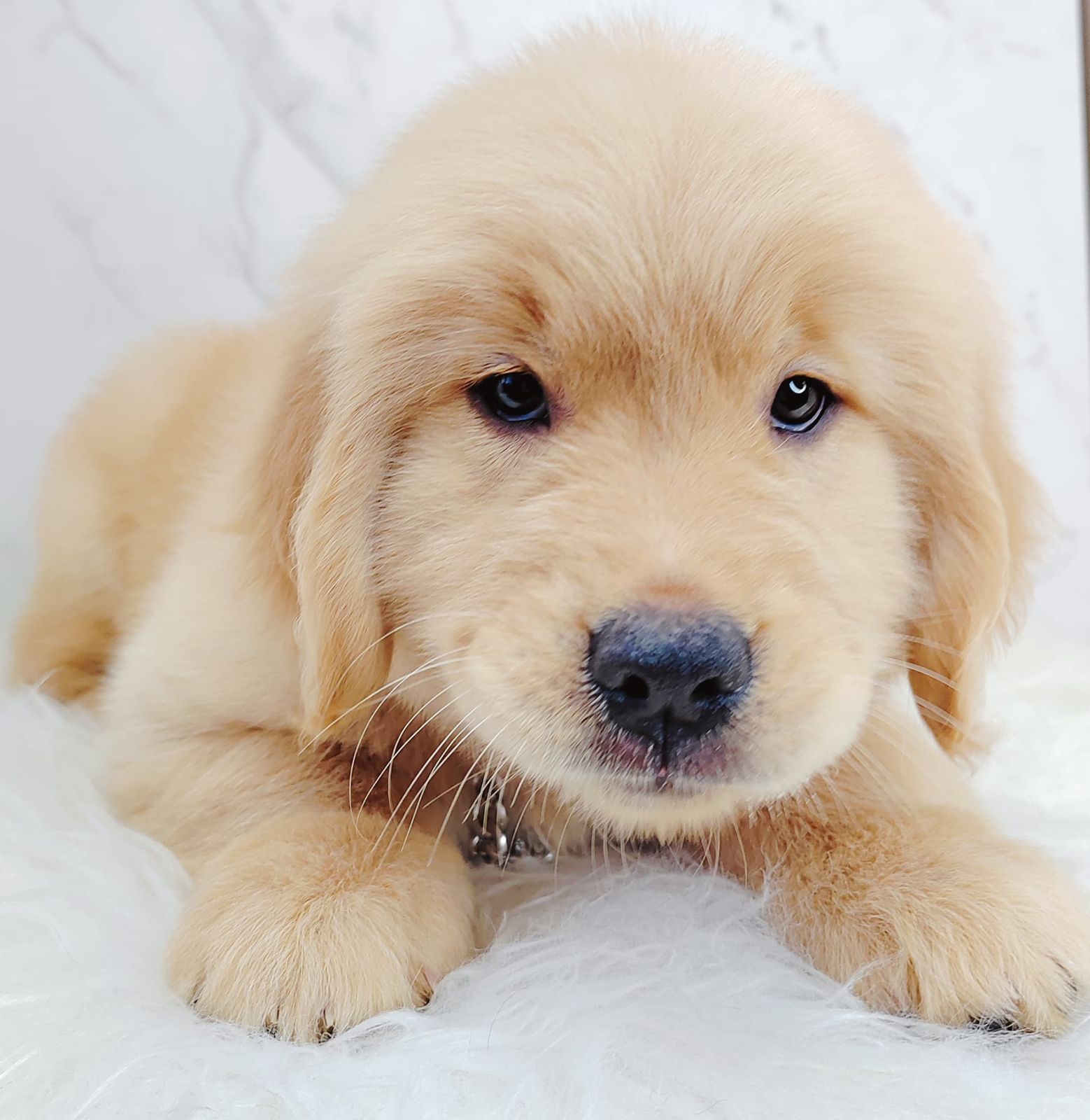 Golden Retriever 黄金猎犬
