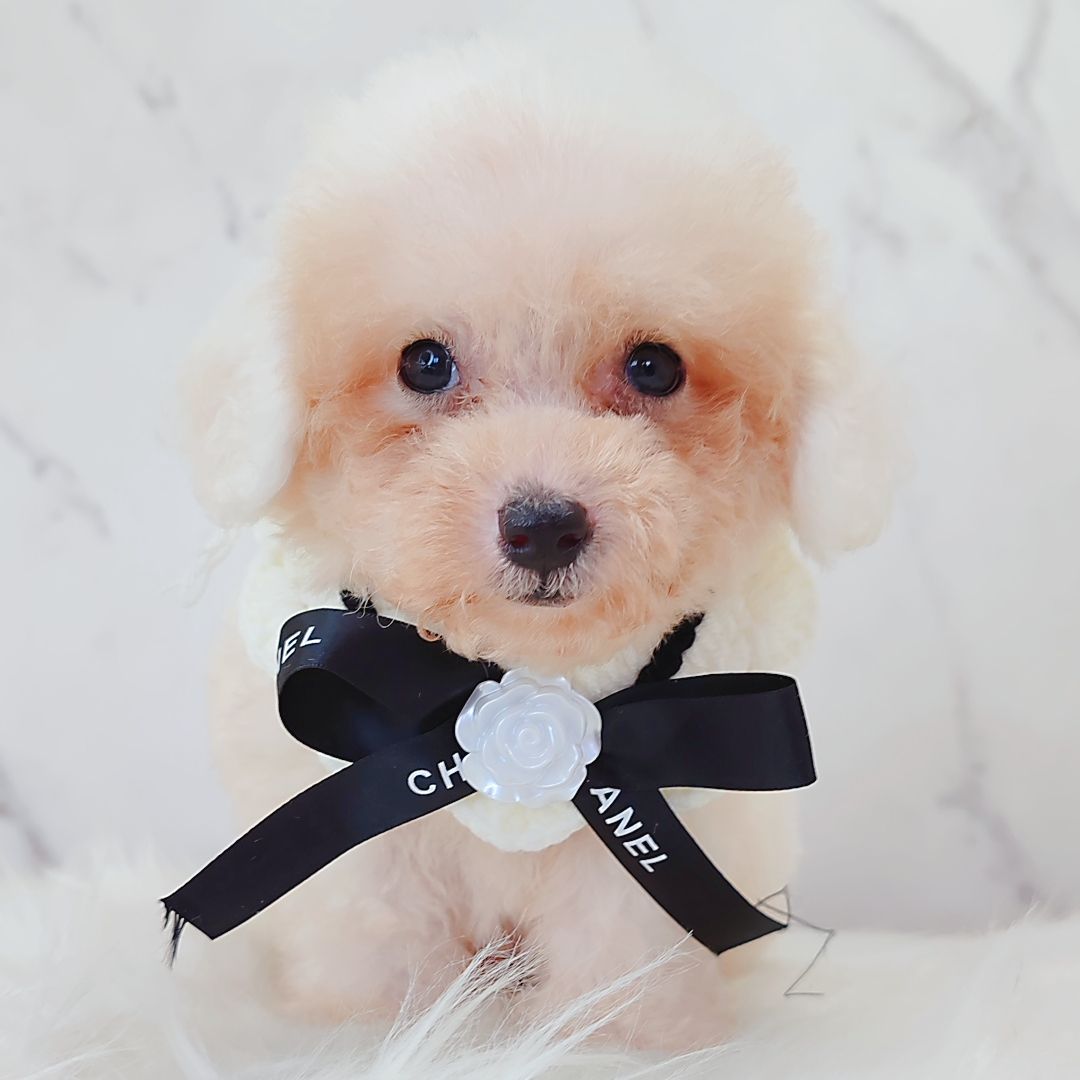 Poodle 娉拌开璐靛