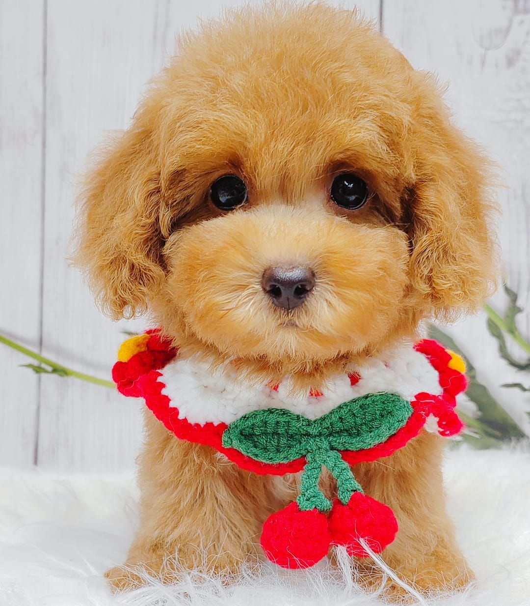 Poodle 娉拌开璐靛