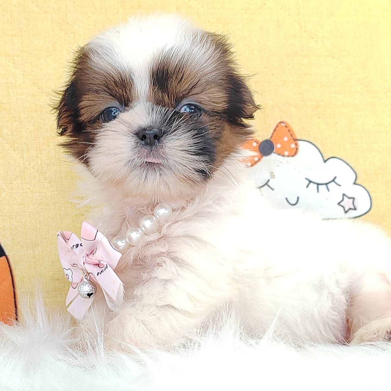 Shih Tzu 西施