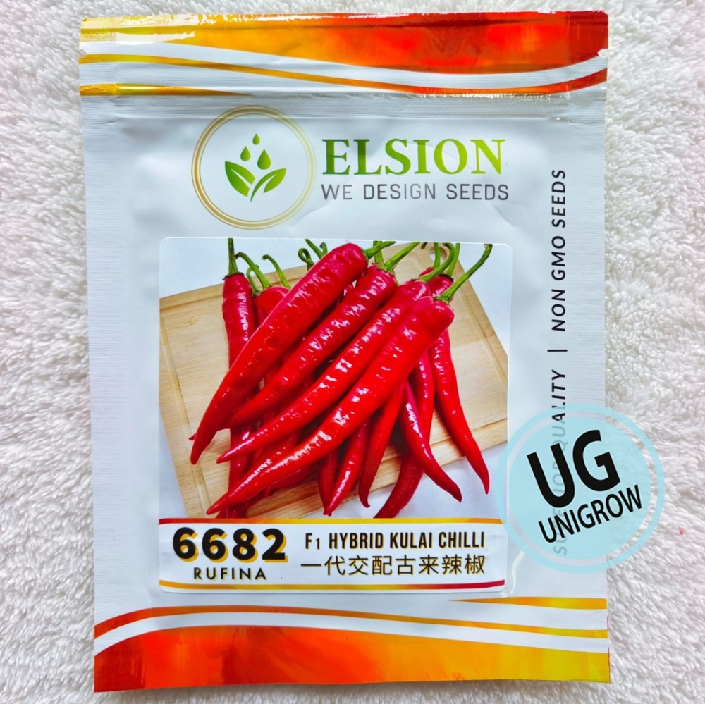 6682 F1 Chili Kulai Rufina (10gm) 一代交配古来辣椒