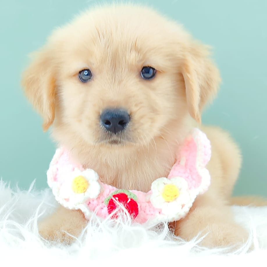 Golden Retriever 黄金猎犬